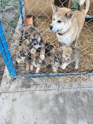 Catei Akita Inu