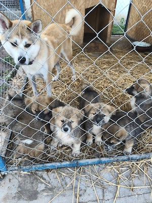 Catei Akita Inu - imagine 3