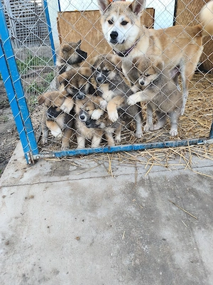 Catei Akita Inu - imagine 5