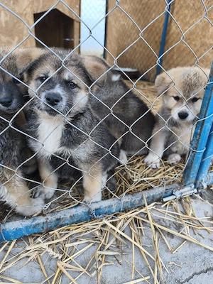 Catei Akita Inu - imagine 2