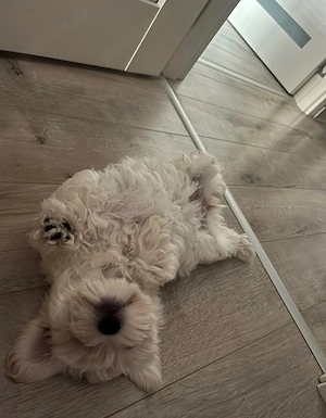 Pui Bichon Maltez (3 luni) fetita NEGOCIABIL - imagine 3