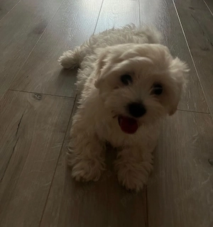 Pui Bichon Maltez (3 luni) fetita NEGOCIABIL - imagine 2
