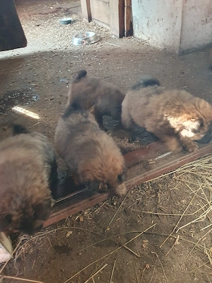 caței choow choow de vanzare 