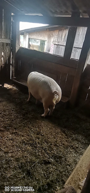 Porci de vânzare  - imagine 2