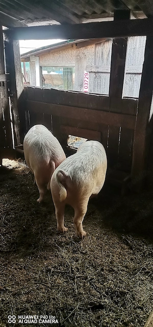 Porci de vânzare 