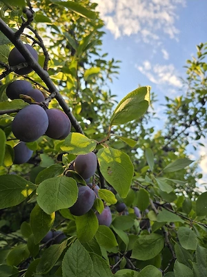 Vând prune de masă din livada proprie