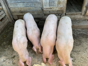 Porci de vânzare! - imagine 5