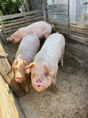 Porci de vânzare! - imagine 3