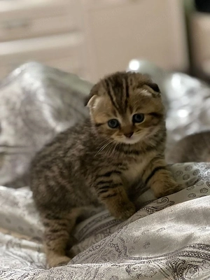 scottish fold 
