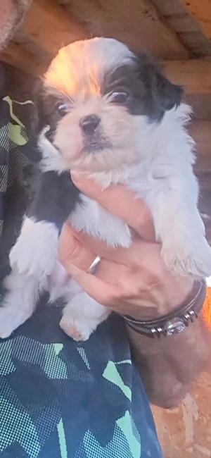 pui shih tzu