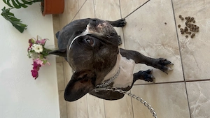 Femela bulldog francez