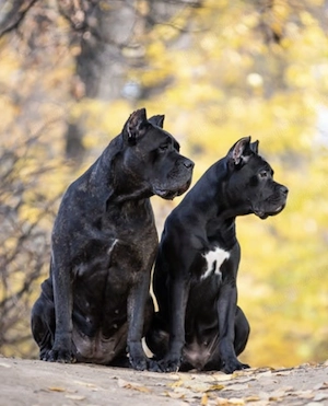 CAUT de donat sau de cumpărat femelă cane corso 