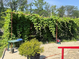 Casa din lemn masiv | 3 camere | Teren 5.000mp Berceni Prahova - imagine 8