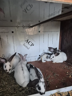 Disponibili 4femele si un mascul