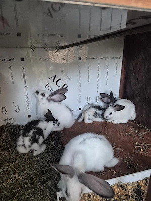 Disponibili 4femele si un mascul - imagine 4