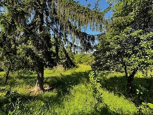 Teren doua loturi 3100 mp. - 2800 mp. Dăesti - Valcea - imagine 10