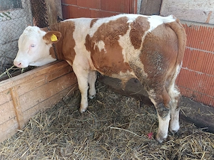 Vând vițel la 180 kg