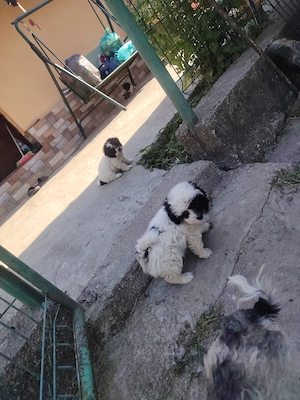 Bichon havanez c - imagine 2