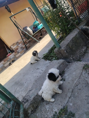 Bichon havanez c - imagine 3
