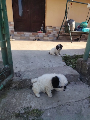 Bichon havanez c