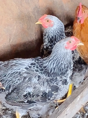 cocosi de 4 luni Plymouth Silver -argintiu