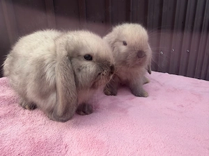 pui de iepure berbec pitic holland lop - imagine 4
