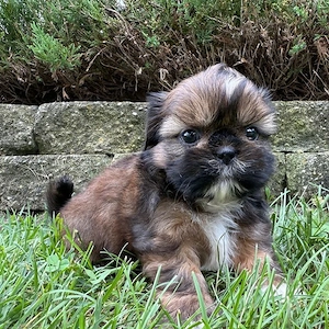 Bichoni Havanese talie mica - imagine 2