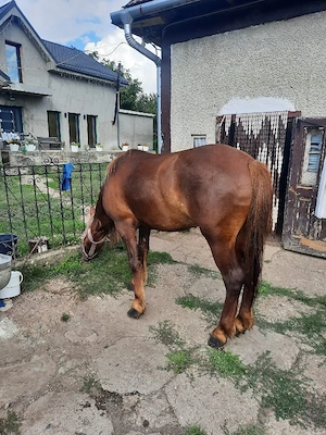 Vând cal castrat 4ani cu Cip și pașaport 