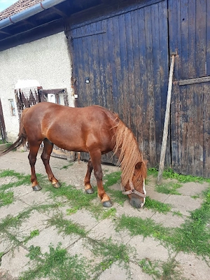 Vând cal castrat 4ani cu Cip și pașaport  - imagine 4