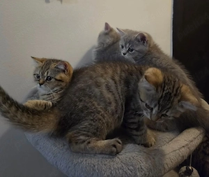 pui british shorthair  - imagine 2