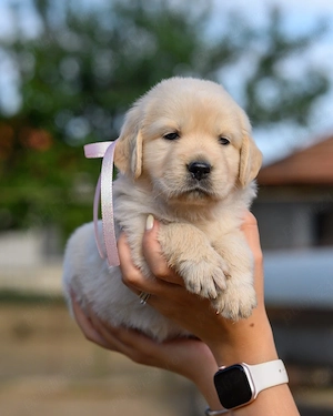 Cățeluși Golden Retriever - imagine 5