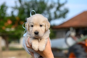 Cățeluși Golden Retriever