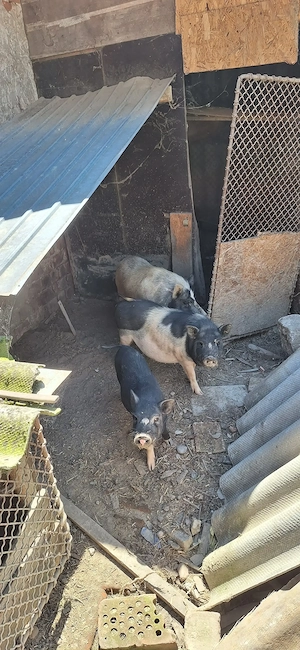 800 de lei toți 