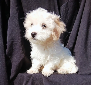 bichoni maltezi adorabili