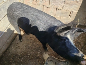 Scrofa de vnzare buna de prăsilă 