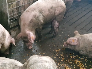 Porci  de carne 