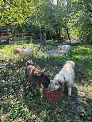 Ciobănesc carpatin cu Bucovina - imagine 2