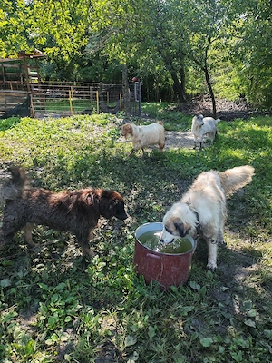 Ciobănesc pentru animale 