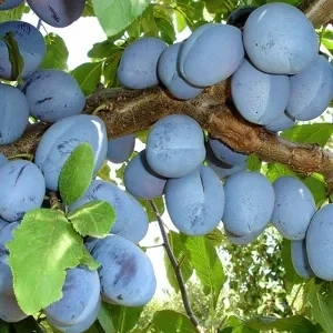 Prune de masă calitatea I
