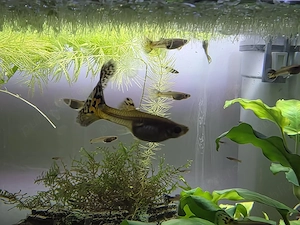 Pești Guppy și Ancistrus. Plante suprafata - imagine 4