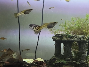 Pești Guppy și Ancistrus. Plante suprafata