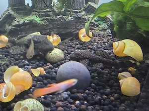 Pești Guppy și Ancistrus. Plante suprafata - imagine 3