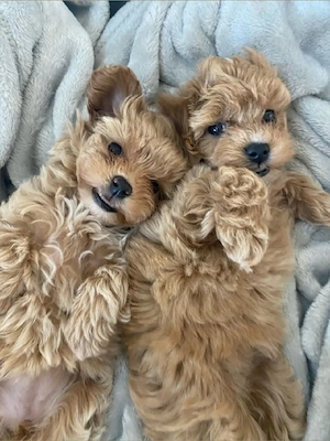 Maltipoo Apricot Băiat și Fetiță 