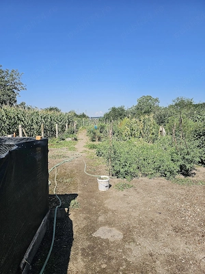 Vand casa in Osica De Sus  - imagine 8