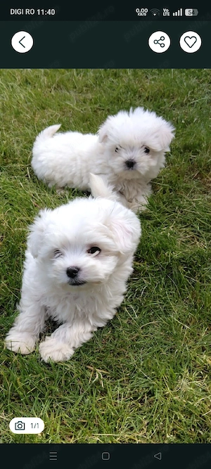 cățeluși bichon 