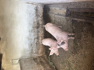 2 porci de vânzare 