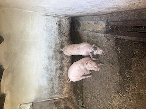 2 porci de vânzare  - imagine 2