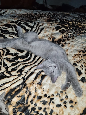 British shorthair blue  - imagine 3
