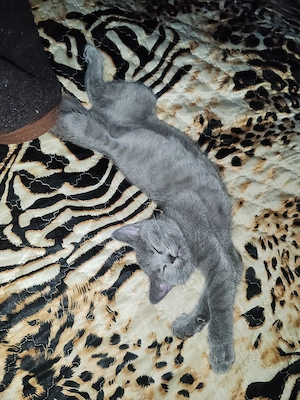 British shorthair blue  - imagine 2