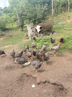Găini plymond rock barat de vânzare-1 an - imagine 3